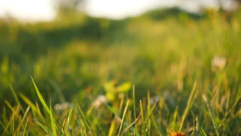 Sunset Green Grass Closeup Video stock 335167279