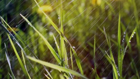 Sunset green grass is raining in the summer. drops of rain the sun is shining Stock Footage 90295853