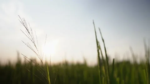 Sunset in the green rice field Video stock 233576315