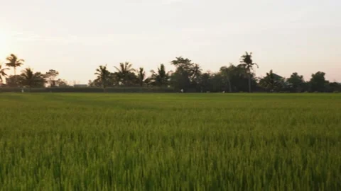 Sunset in the green rice field Video stock 233576931