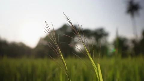 Sunset in the green rice field Video stock 233577973