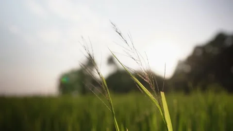 Sunset in the green rice field Stock Footage 233578012