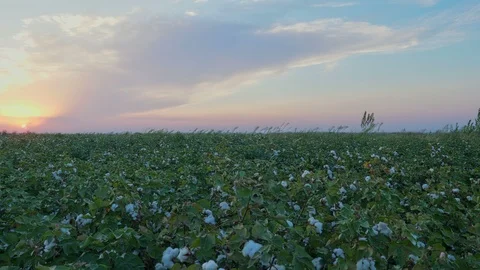 Sunset at growing White cotton field in rural countryside landscape. Stock Footage 100204499