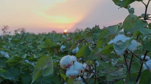 Sunset at growing White cotton field in rural countryside landscape. Stock Footage 100204569