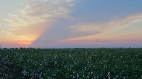 Sunset at growing White cotton field in rural countryside landscape. Video stock 100204716