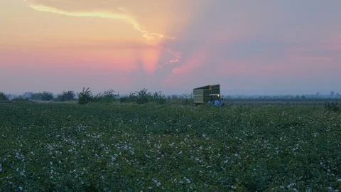 Sunset at growing White cotton field in rural countryside landscape. Video stock 100204860