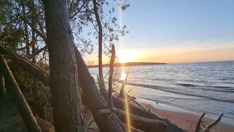 Sunset in the Gulf of the Baltic Sea. Pine branches swayed slowly in the wind. Stock Footage 301877496