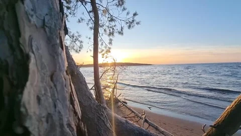 Sunset in the Gulf of the Baltic Sea. Pine branches swayed slowly in the wind. Stock Footage 301877499
