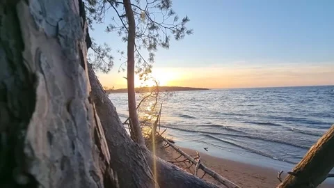 Sunset in the Gulf of the Baltic Sea. Pine branches swayed slowly in the wind. Stock Footage 301877851