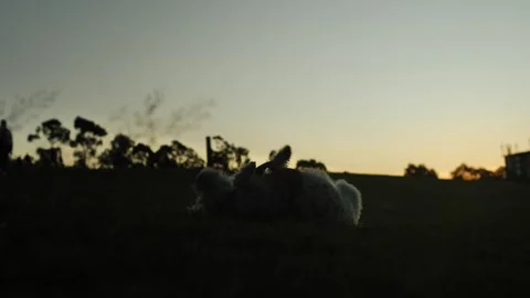 At Sunset a happy dog on her back slow motion 4K Video stock 244526978