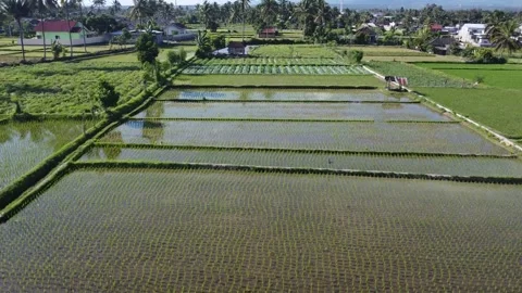 Sunset Harvest: A Drone's Close Flight Over Rural Rice Fields Stock Footage 259940770