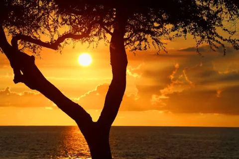 Sunset in Hawaii with tree Stock Photos