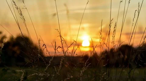 Sunset with high grasses in the foreground Stock Photos