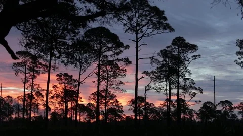 Sunset at Highlands Hammock Park with Trees Stock Footage 76356286