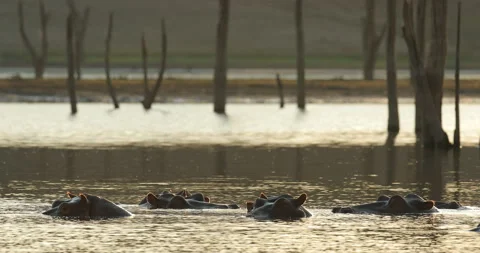 Sunset Hippo, hiden head i sunset light. Big animal in the water, Lake Kariba, Z Video stock 164765821