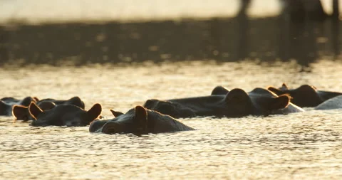 Sunset Hippo, hiden head i sunset light. Big animal in the water, Lake Kariba, Z Stock Footage 164768209