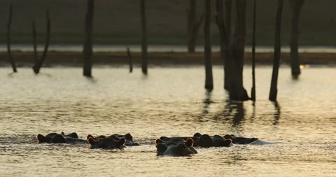 Sunset Hippo, hiden head i sunset light. Big animal in the water, Lake Kariba, Z Stock Footage 164768744