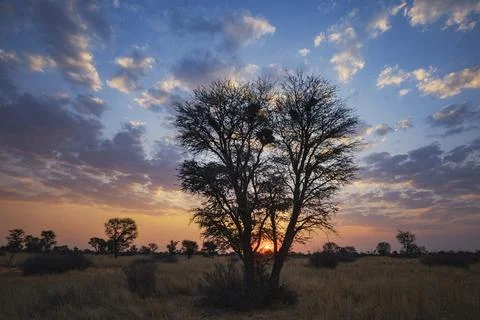 Sunset on the horizon, light clouds and the outline of trees. Stock Photos