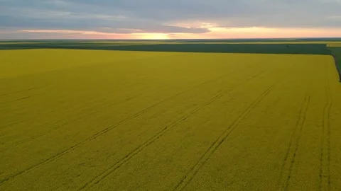Sunset Horizon over Rape Field Reveal Vidéo 289670142