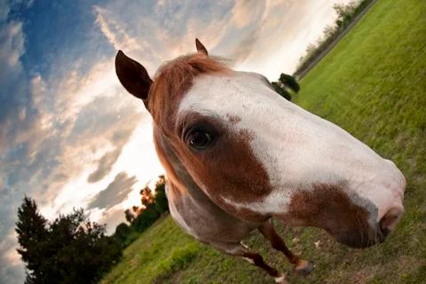 Sunset horse Foto stock