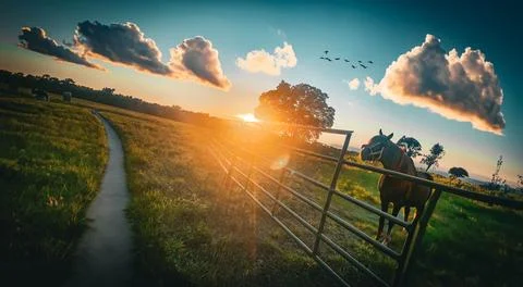 Sunset Horse ranch with path Stock Photos
