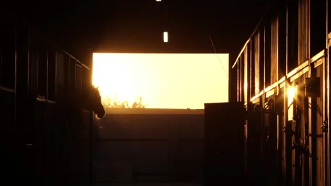 Sunset horse in a stall Stock Footage 265072758