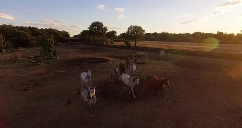 Sunset horses in corral Stock Footage 126600227