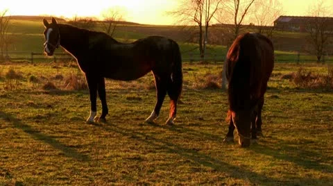 Sunset with horses Stock Footage 10559477