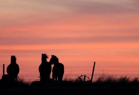 Sunset Horses in Prairie Canada 写真素材