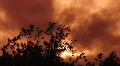 Sunset HSD 02 Leaves HD Footage