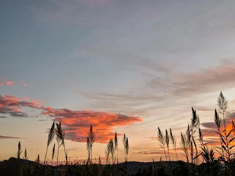 Sunset hues paint the sky while corn sways gently in the evening breeze Foto stock