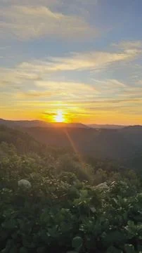 Sunset with Hydrangeas Stock Photos