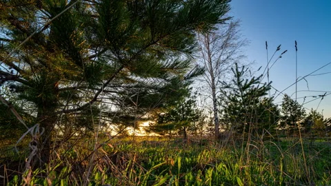 Sunset Hyperlapse Through Pine Branches and Grass Evening Nature Landscape Stock Footage 309396437