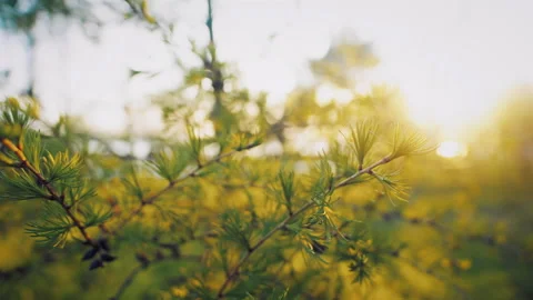 Sunset illuminates a branch of larch Stock Footage 203221666