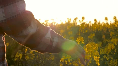 Sunset illuminates farmers hands touching yellow rapeseed flowers Stock Footage 330052847