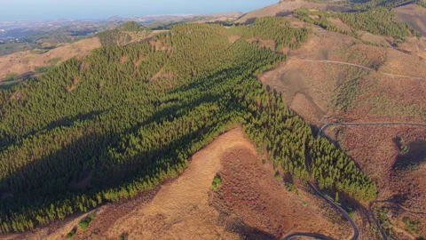 Sunset illuminating Gran Canaria pine trees and Teide volcano Stock Footage 313383906