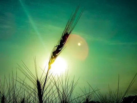 Sunset image in wheat farm image in India 库存照片