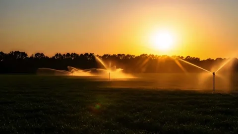 Sunset Irrigation Scene Dramatic Serene 4k Stock Footage 311215121