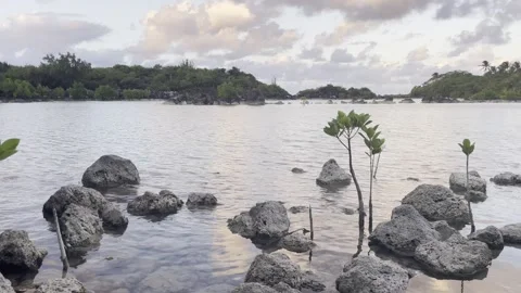 Sunset on a island Mangrove Marsh 스톡 동영상 275333748