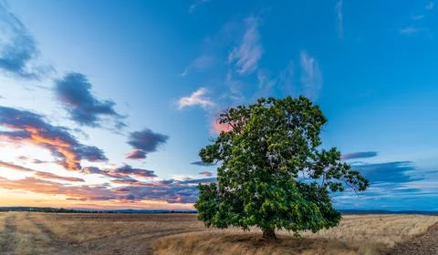 Sunset with isolated chestnut treeand cloudy sky Stock Photos