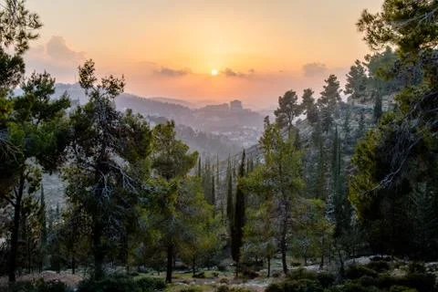 Sunset in Israel forest Stock Photos