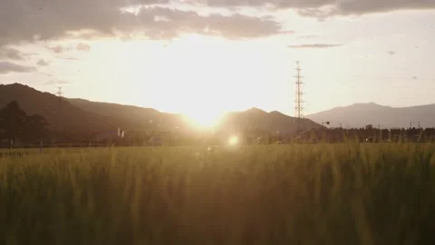 Sunset in Japanese rice fields Stock Footage 231927404