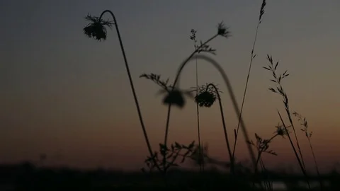 Sunset Jogging People Backlit Silhouette Against Twilight Clear Sky Stock Footage