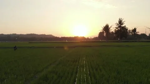Sunset in Jogjakarta 4 Stock Footage 147851786