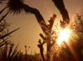 Sunset in Joshua Tree 3 Loop Footage