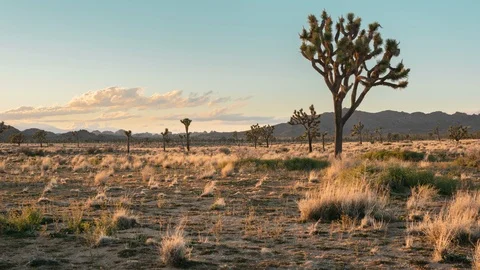 Sunset in Joshua Tree Stock Footage 123990402