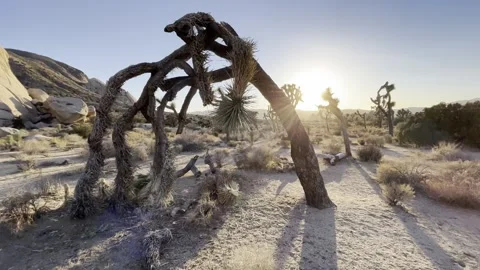 Sunset Joshua tree Mojave Desert Video stock 166421724