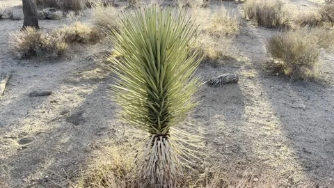 Sunset Joshua tree Mojave Desert Video stock 166421843