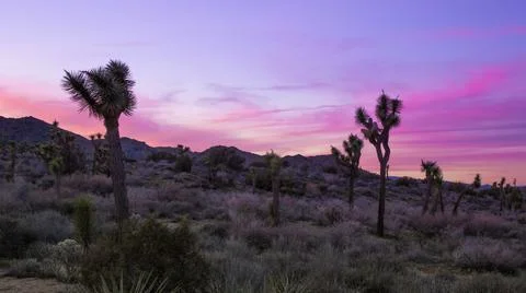Sunset in Joshua Tree Stock Photos
