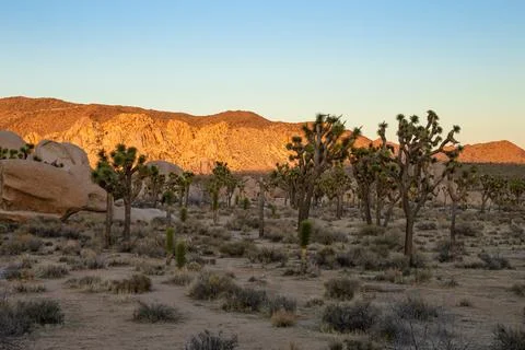 Sunset at Joshua Tree Stock Photos